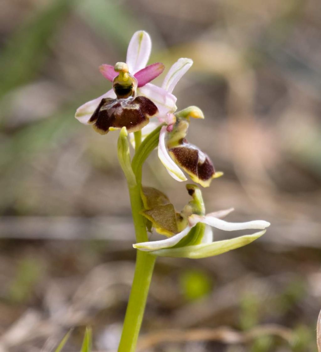 Ophrys montis-leonis sulla costa tirrenica laziale e sugli Aurunci  marzo 2024